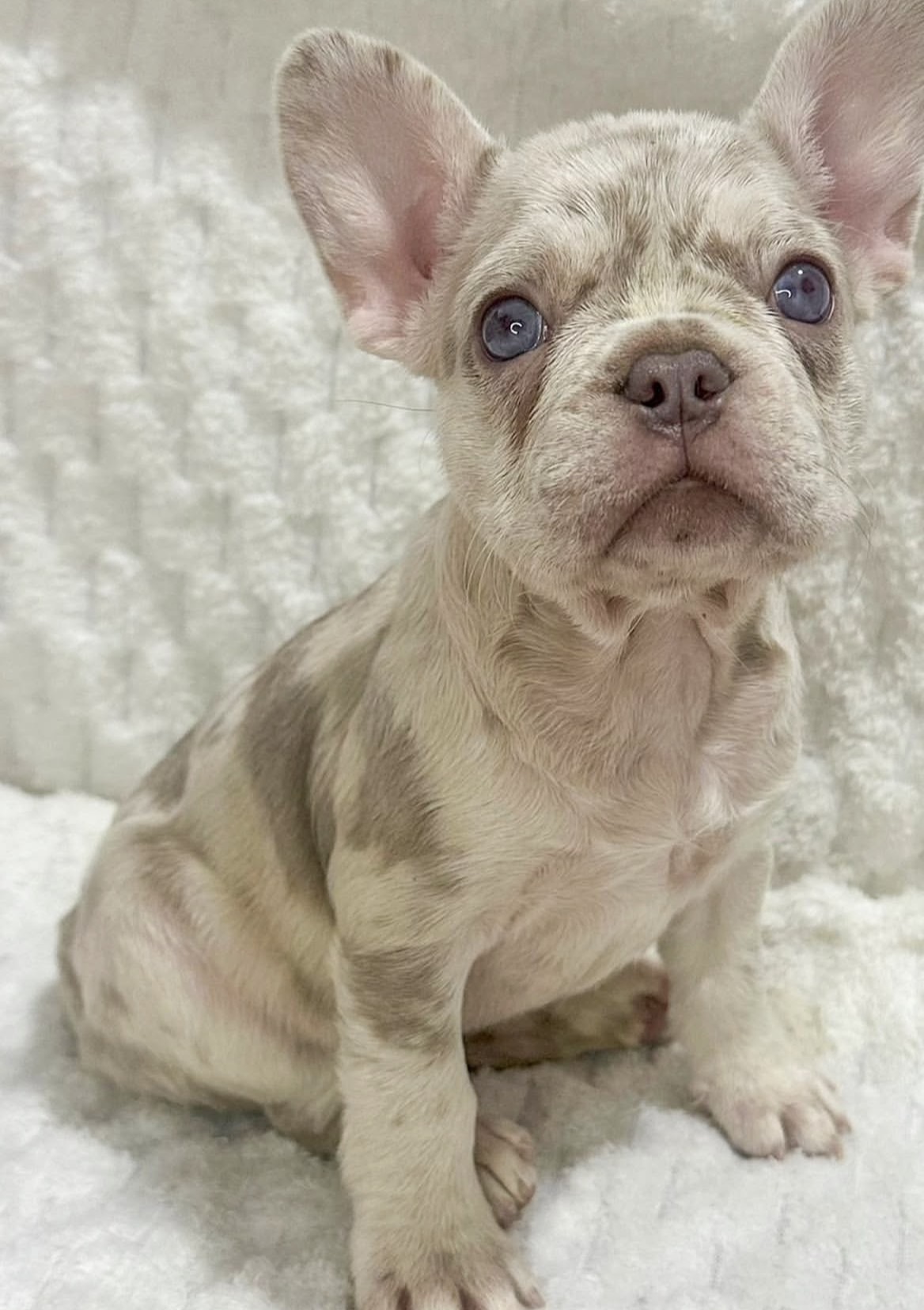Male French bulldog ready for adoption— Rusty