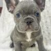 Female French bulldog ready for adoption — Jessie