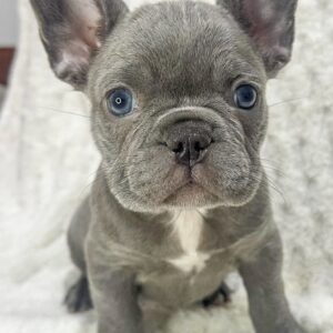 Female French bulldog ready for adoption — Jessie