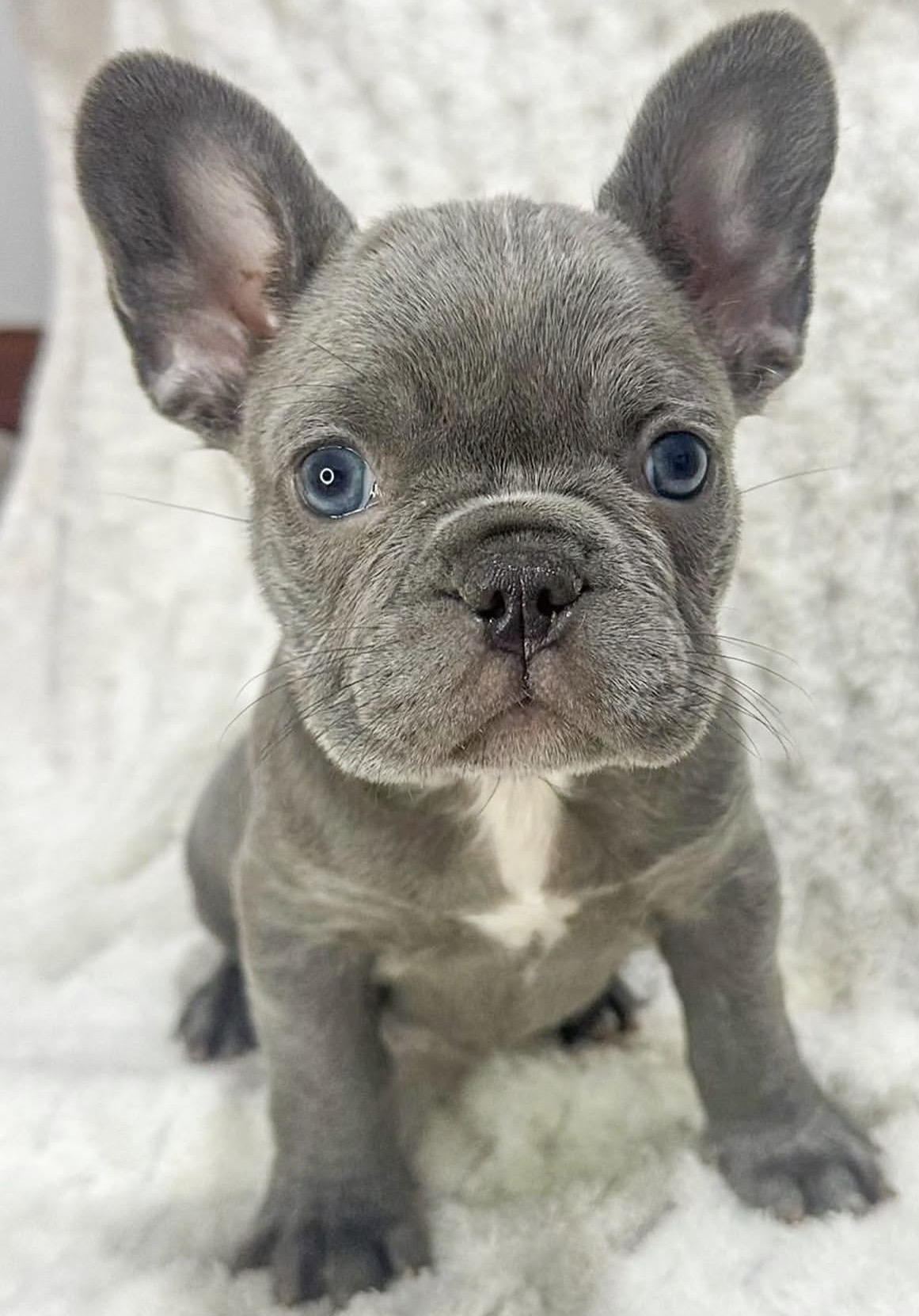 Female French bulldog ready for adoption — Jessie