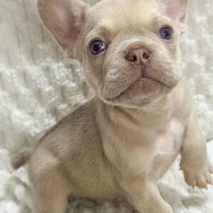Female French bulldog ready for adoption— Loki