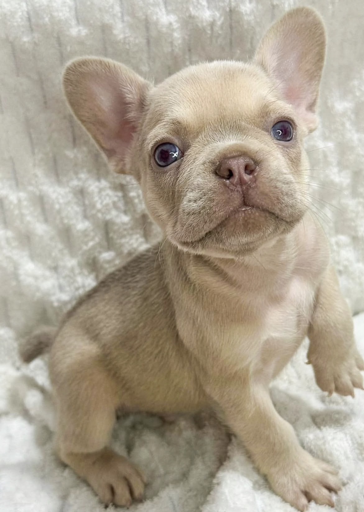 Female French bulldog ready for adoption— Loki