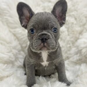 Alternative view of Female French bulldog ready for adoption — Jessie