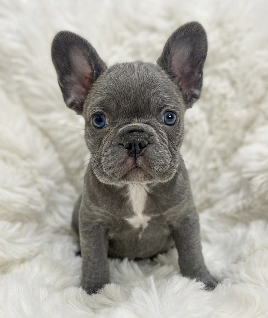 Female French bulldog ready for adoption — Jessie - Image 2