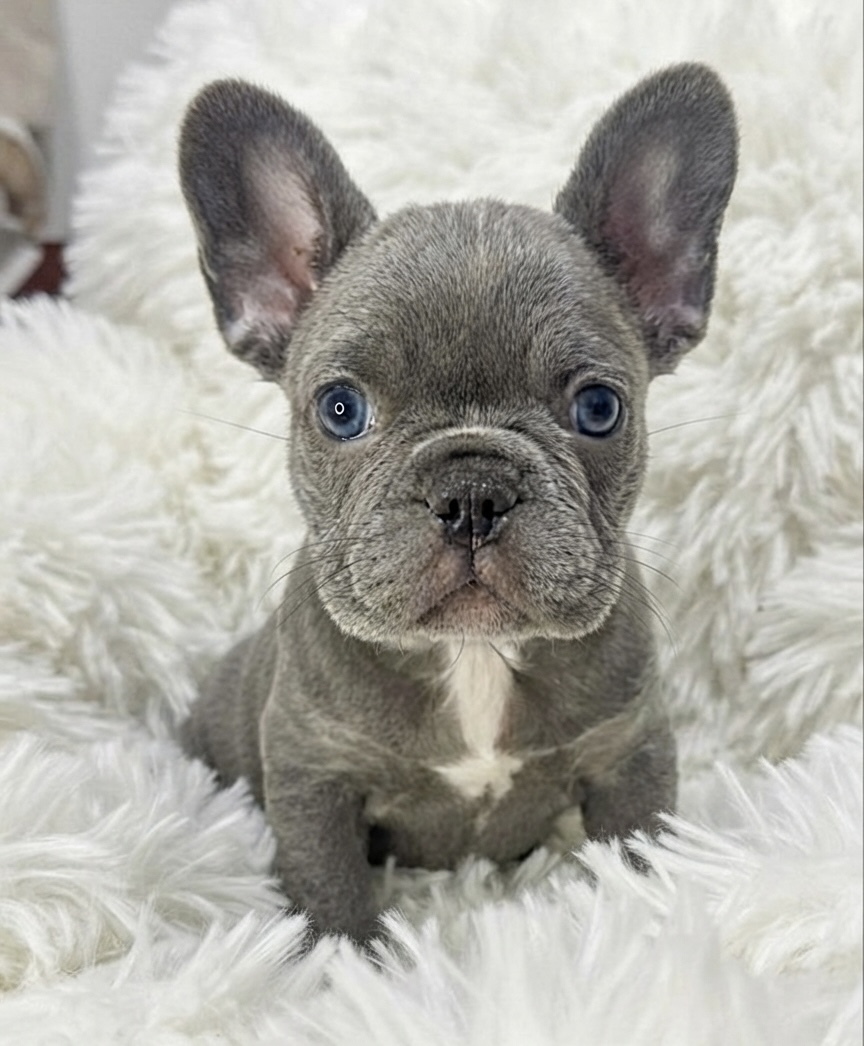 Female French bulldog ready for adoption — Jessie - Image 4