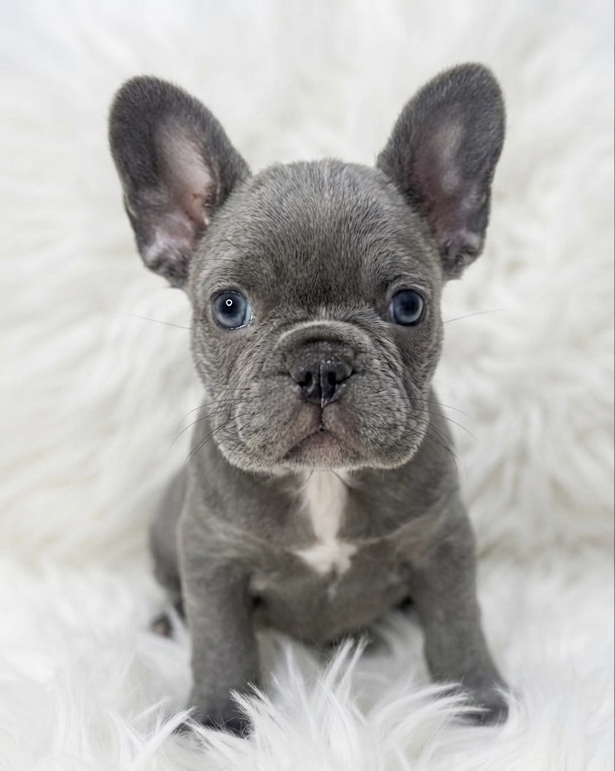 Female French bulldog ready for adoption — Jessie - Image 3