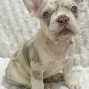 Alternative view of Male French bulldog ready for adoption— Rusty