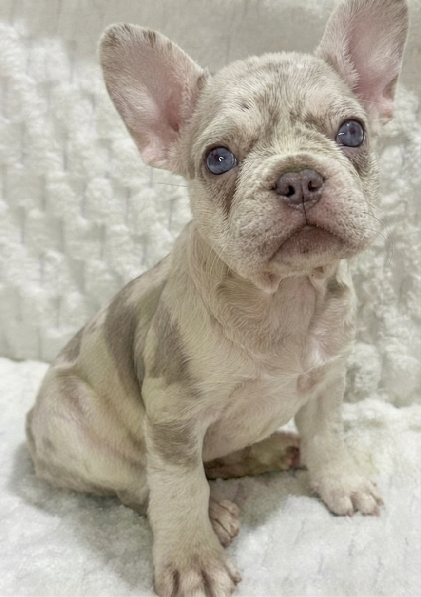 Male French bulldog ready for adoption— Rusty - Image 2