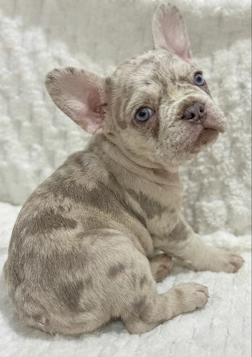 Male French bulldog ready for adoption— Rusty - Image 3