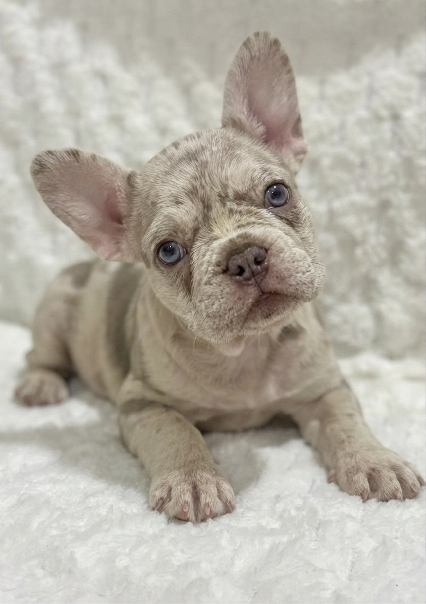 Male French bulldog ready for adoption— Rusty - Image 4