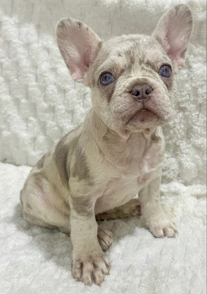 Male French bulldog ready for adoption— Rusty - Image 5