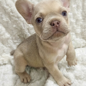 Alternative view of Female French bulldog ready for adoption— Loki