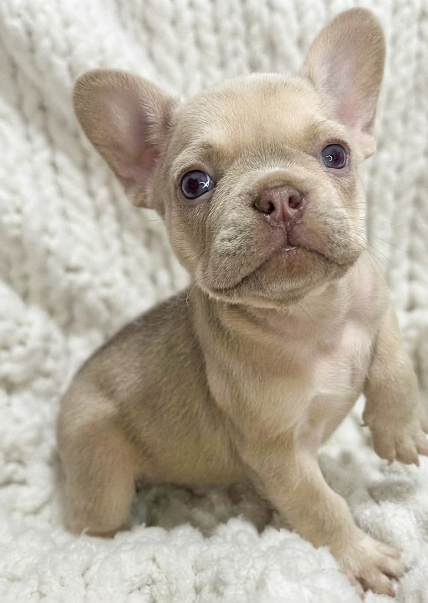 Female French bulldog ready for adoption— Loki - Image 3