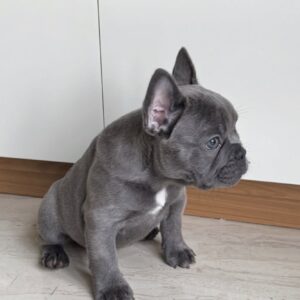 Alternative view of Male French bulldog ready for adoption— Charlie