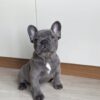 Male French bulldog ready for adoption— Charlie