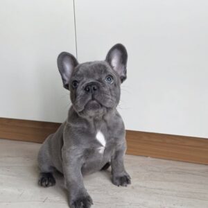 Male French bulldog ready for adoption— Charlie
